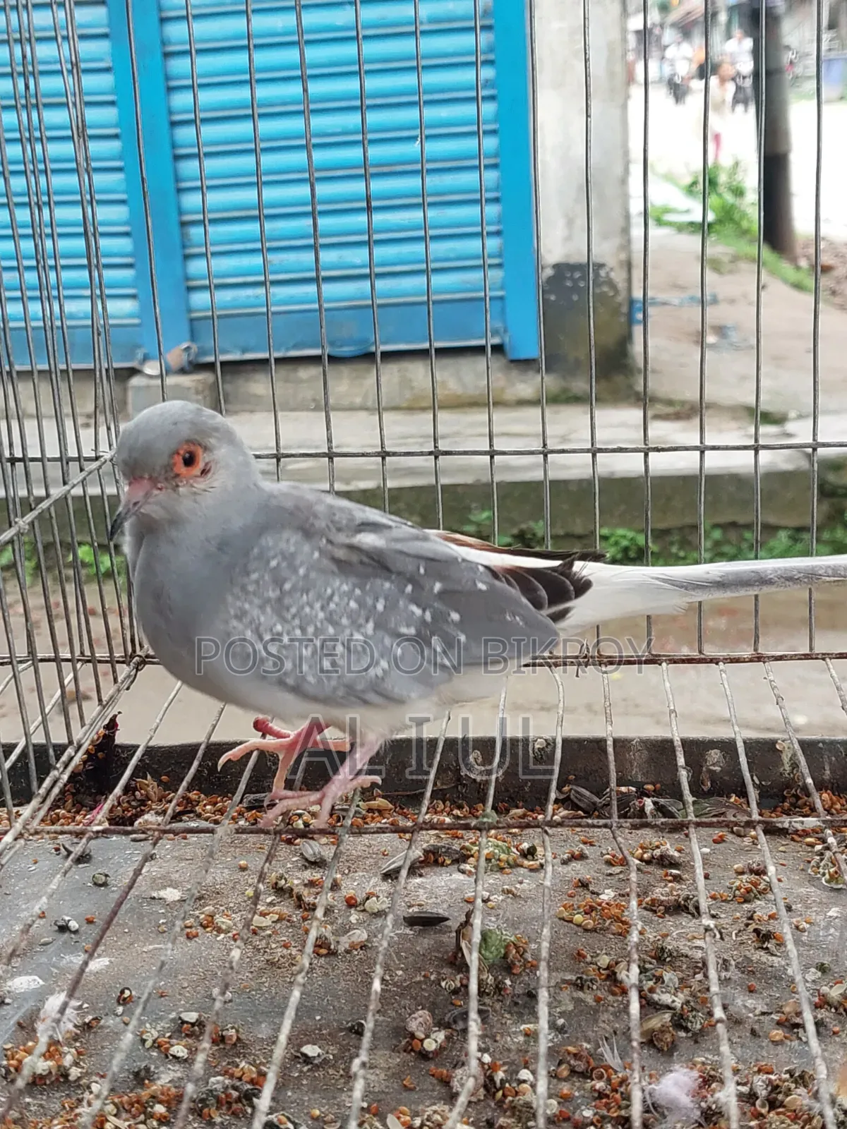 Diamond Dove