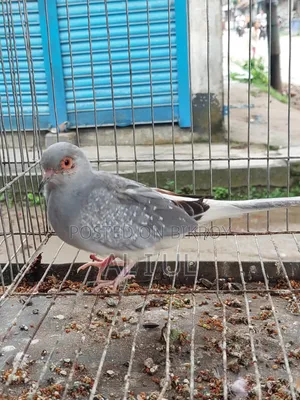 Diamond Dove