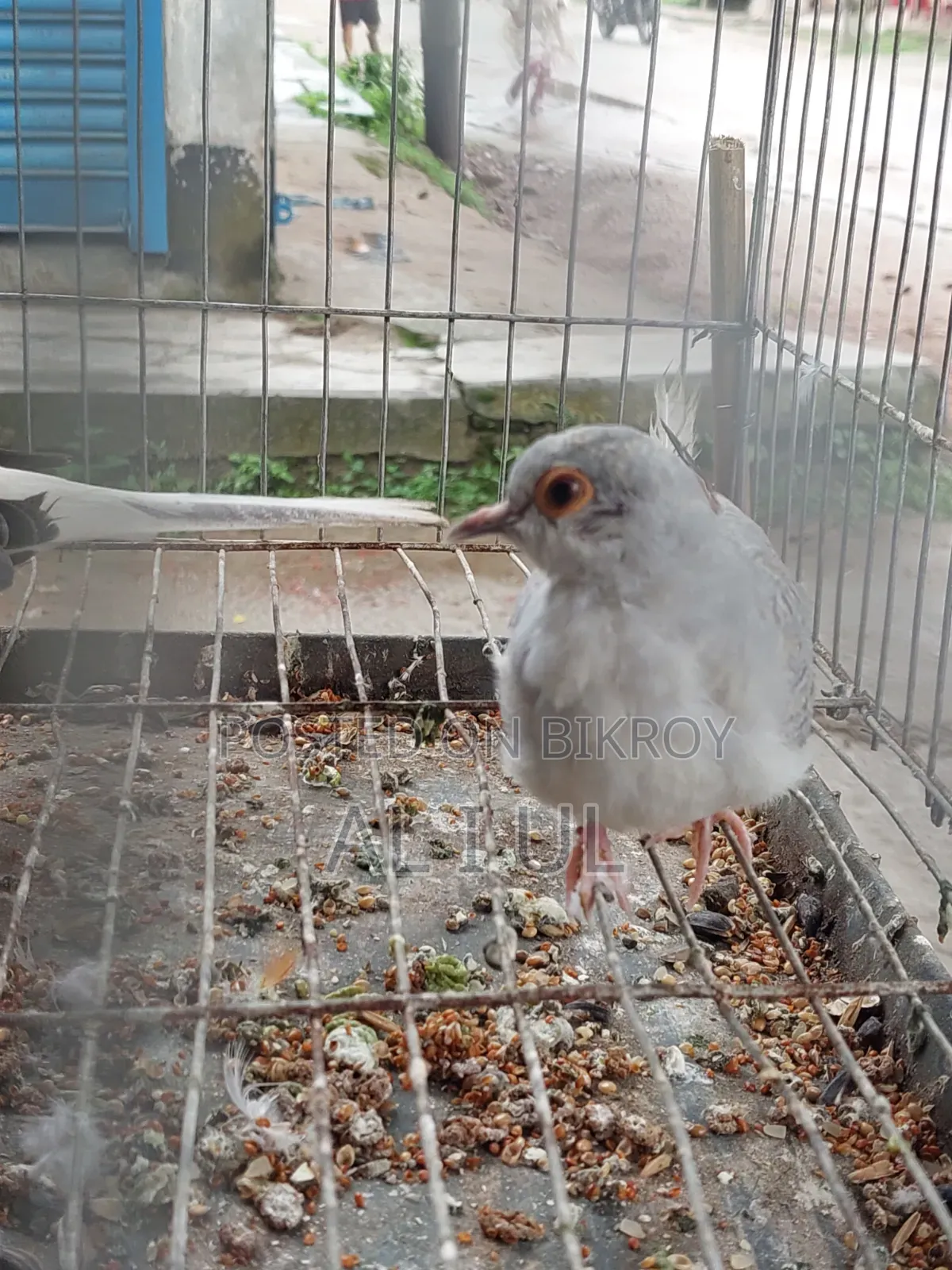 Diamond Dove