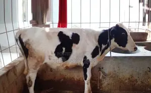 Heifer of improved breed no. 1409.