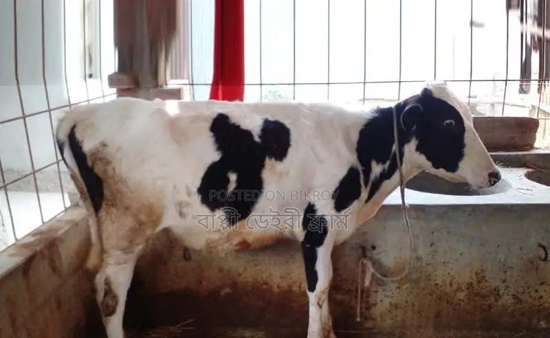 Heifer of improved breed no. 1409.