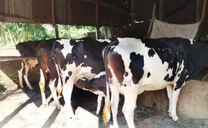 4 selected cows for sale. (No. 1410)