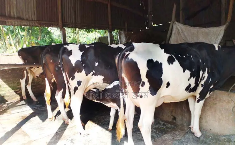 4 selected cows for sale. (No. 1410)