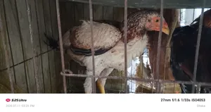 Aseel Fighter Chicken for Sale