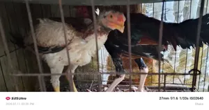 Aseel Fighter Chicken for Sale