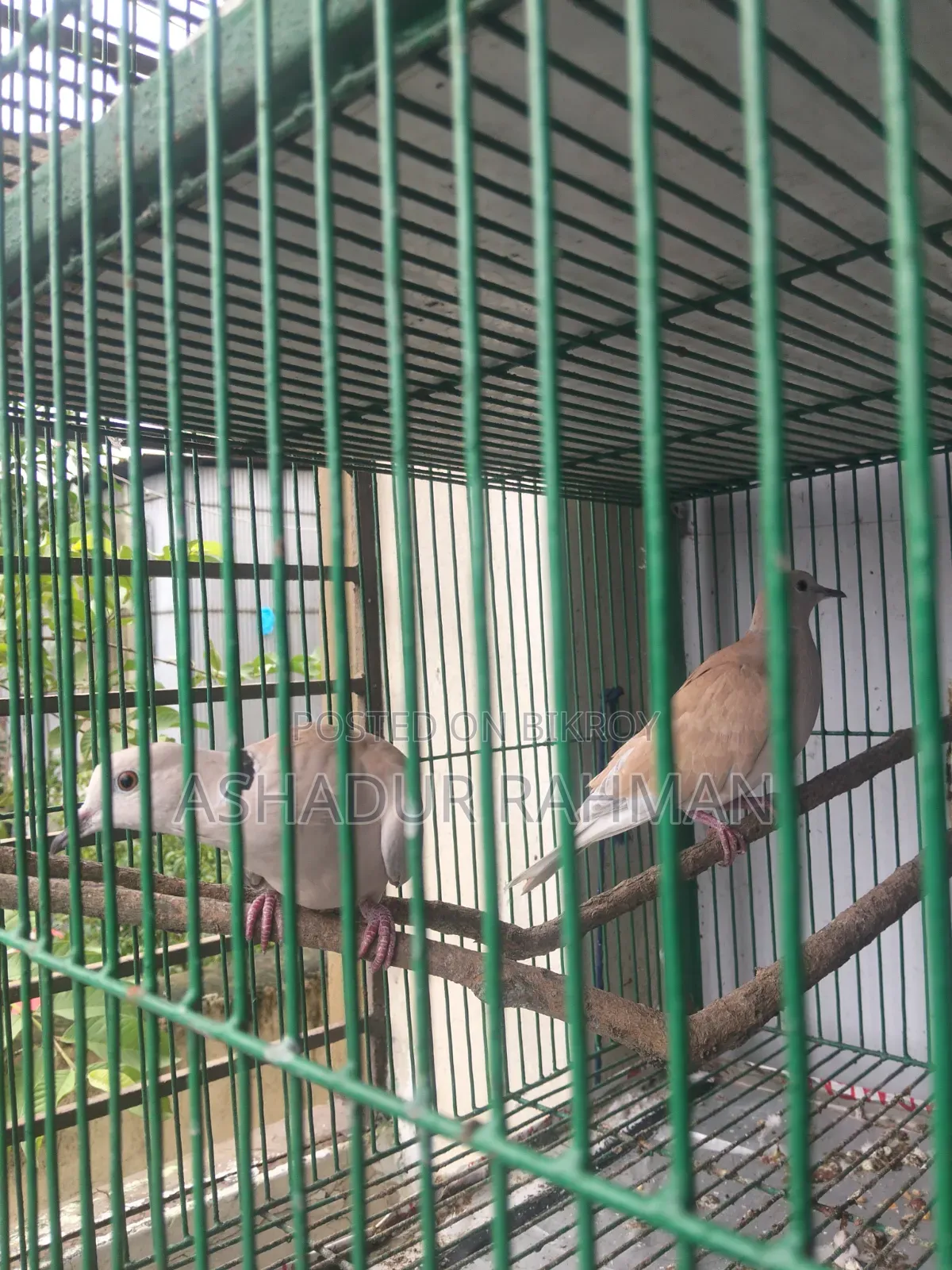 নিউ এডাল ডাব