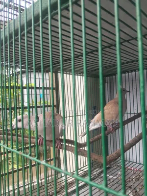 নিউ এডাল ডাব