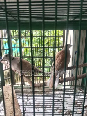 নিউ এডাল ডাব
