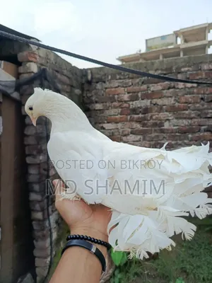 লক্ষা কবুতর