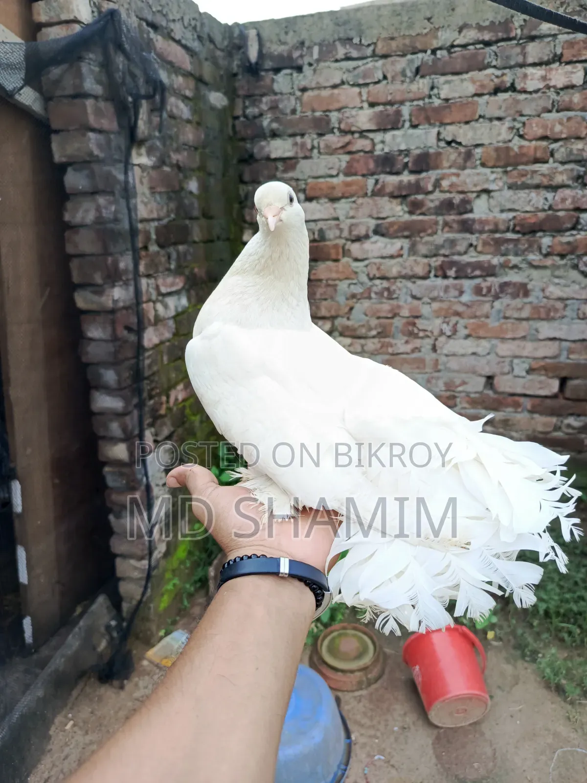 লক্ষা কবুতর