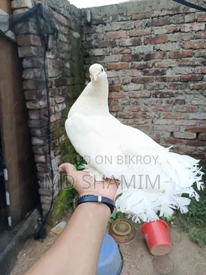 লক্ষা কবুতর
