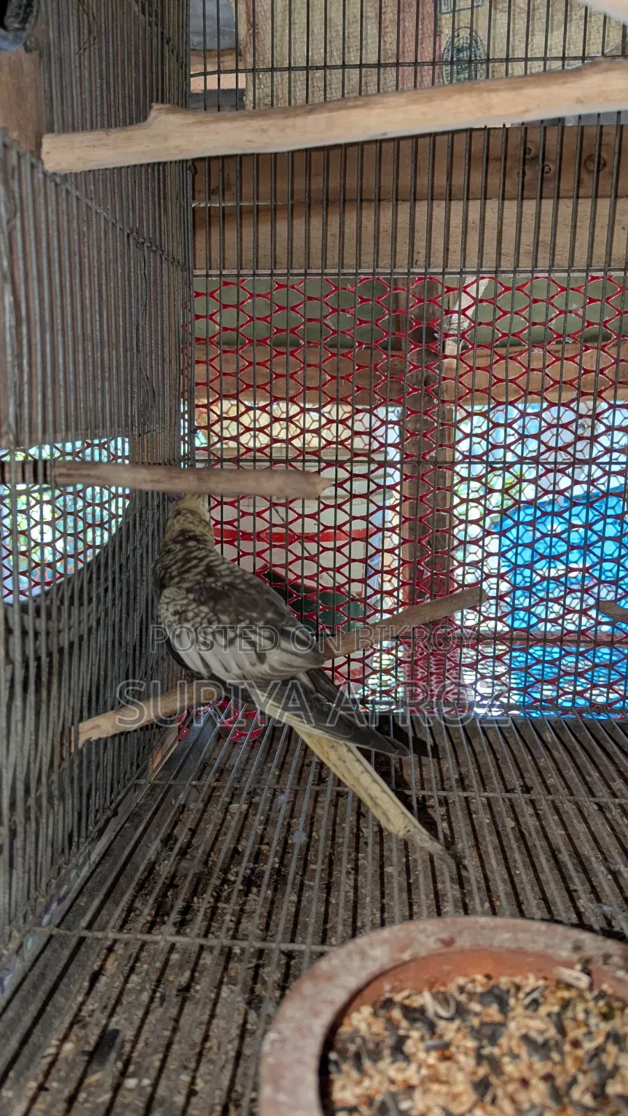 Birds for Sale