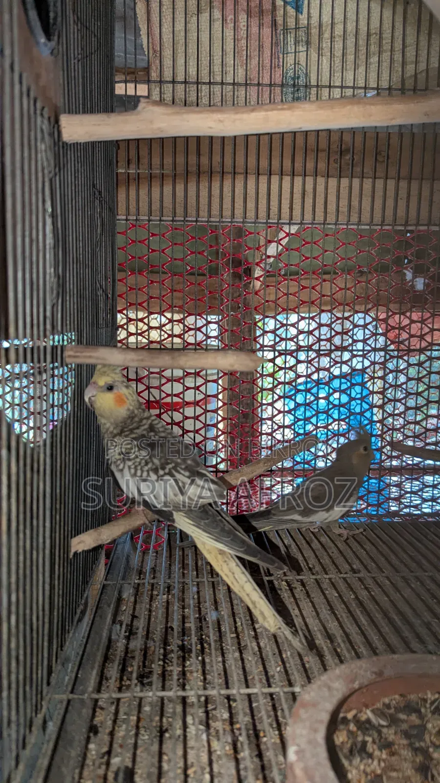Birds for Sale