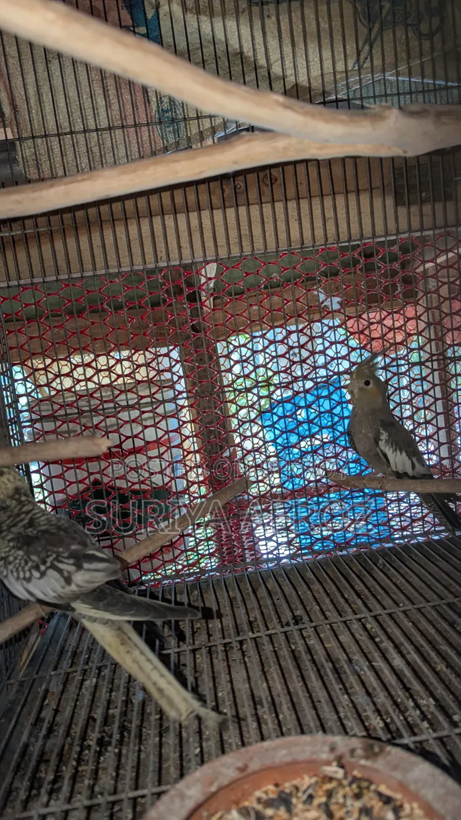 Birds for Sale