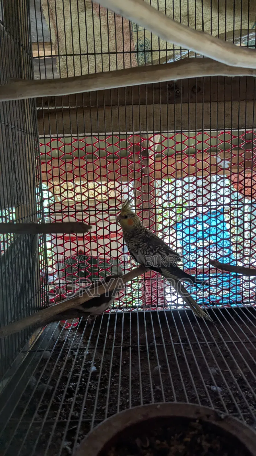 Birds for Sale