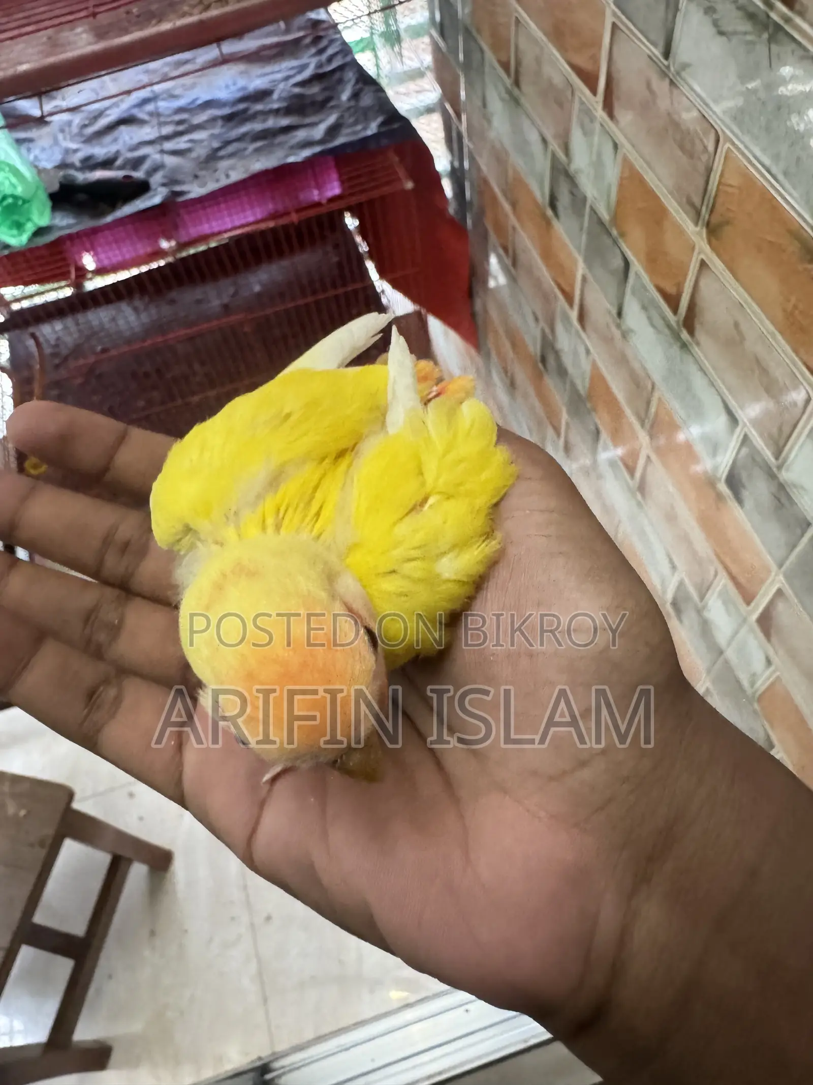লুটিনো টেম সাইজ লাভবার্ড