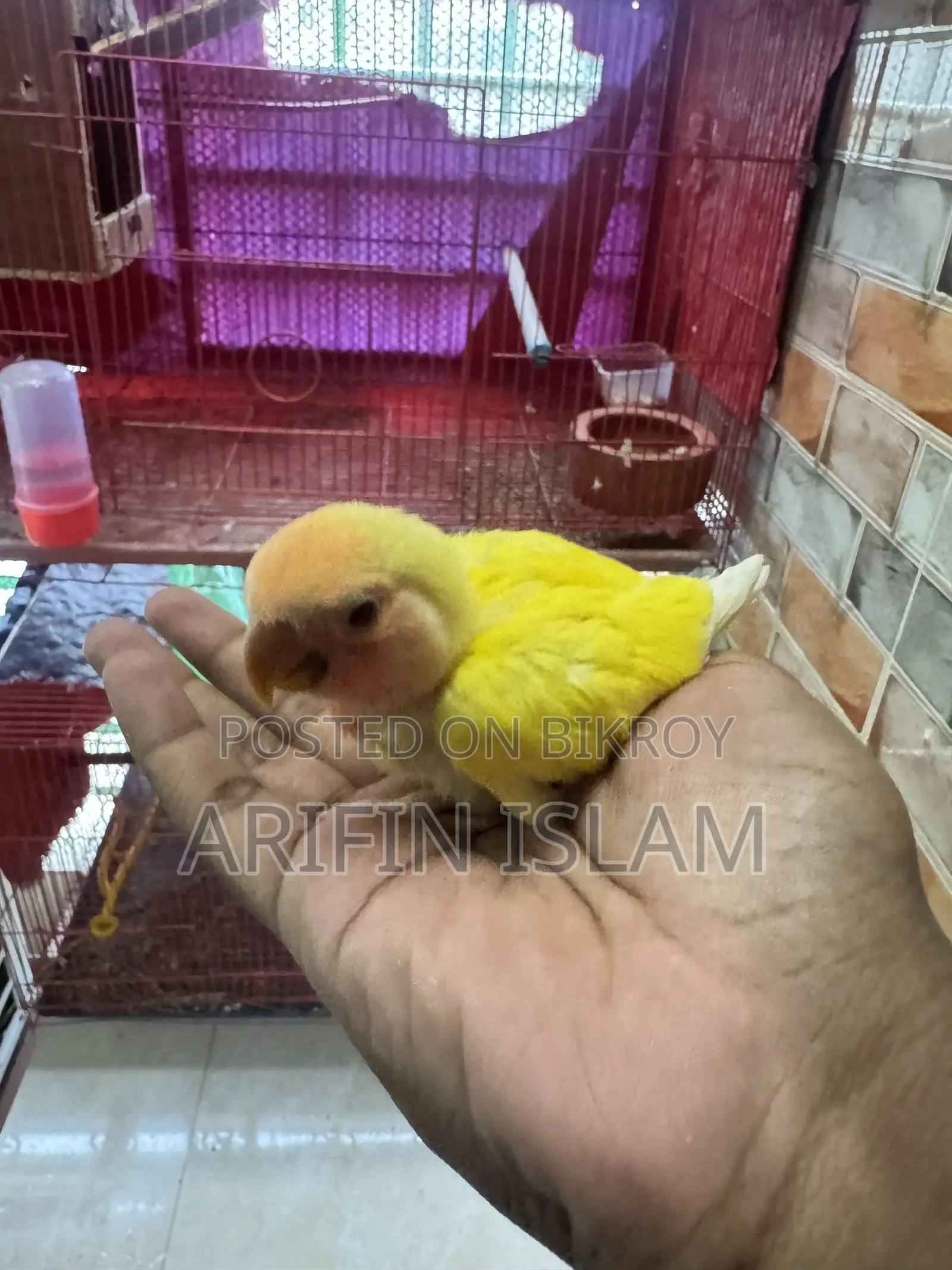 লুটিনো টেম সাইজ লাভবার্ড