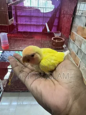 Lutino Tame Size Lovebird