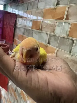 লুটিনো টেম সাইজ লাভবার্ড