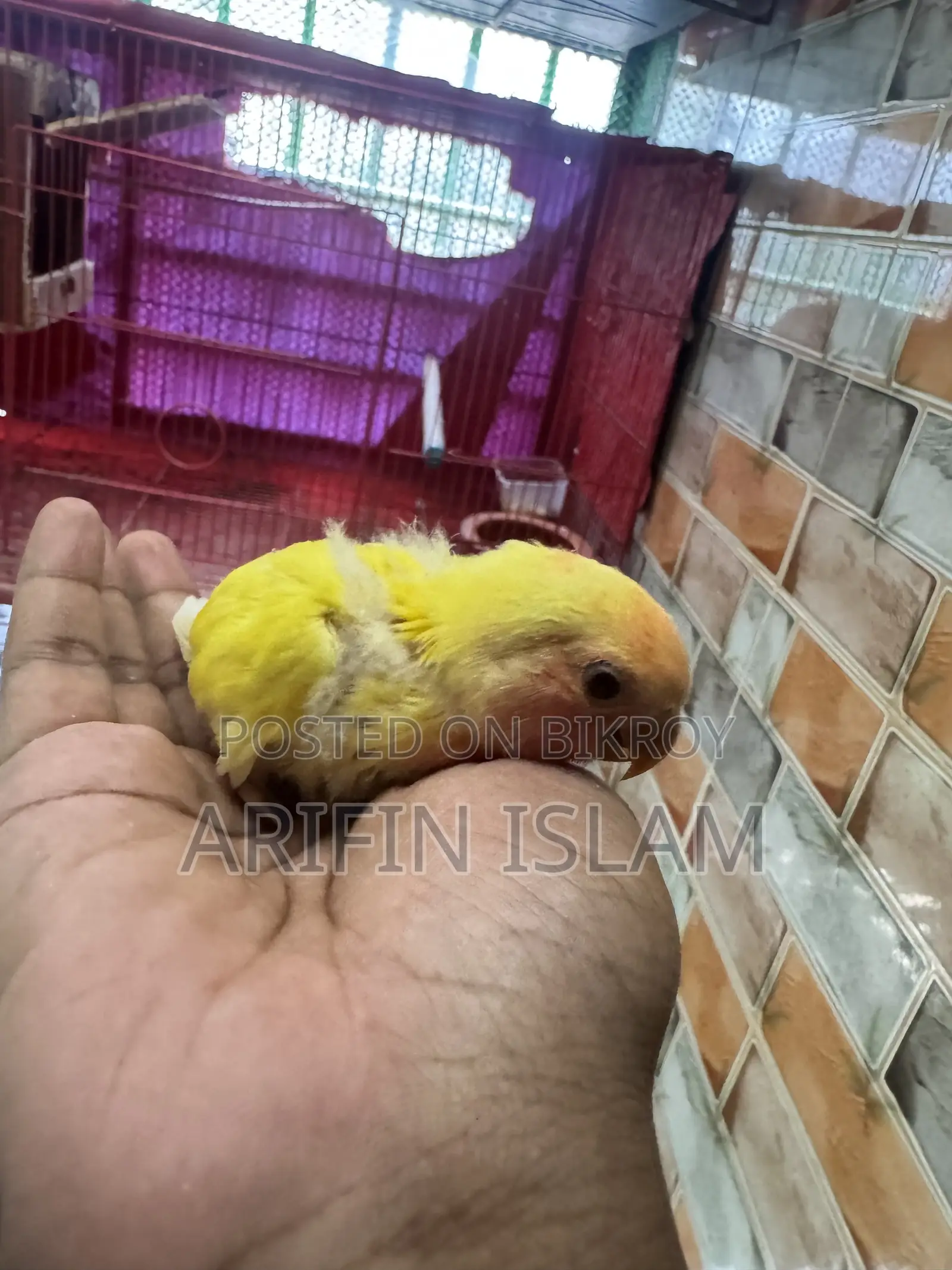 লুটিনো টেম সাইজ লাভবার্ড
