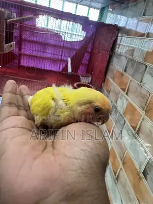 লুটিনো টেম সাইজ লাভবার্ড