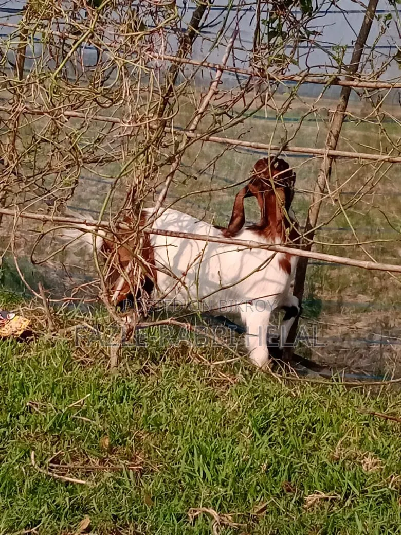 One-year-old female goat for sale