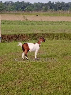 One-year-old female goat for sale