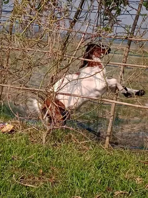 One-year-old female goat for sale