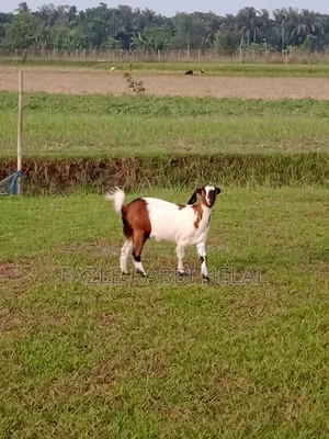 One-year-old female goat for sale