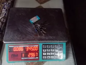Pilot Digital Scale 40 Kg