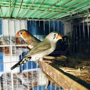 Master Pair Finch