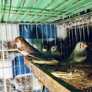 Master Pair Finch