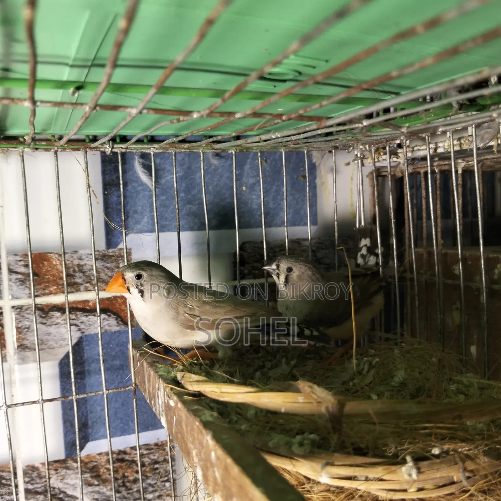 Master Pair Finch