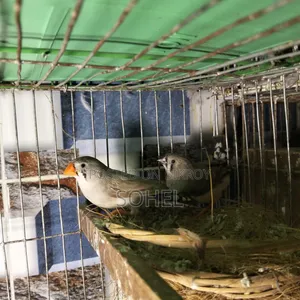 Master Pair Finch