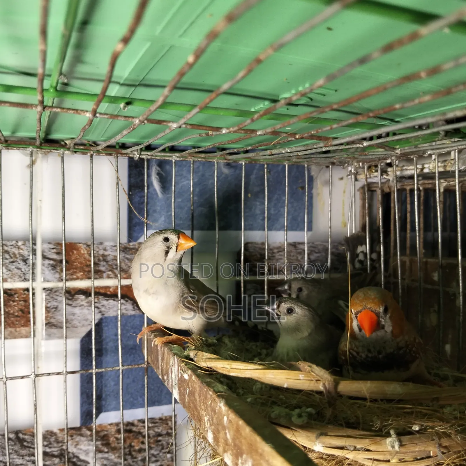 Master Pair Finch