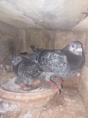 Pigeons for Sale.
