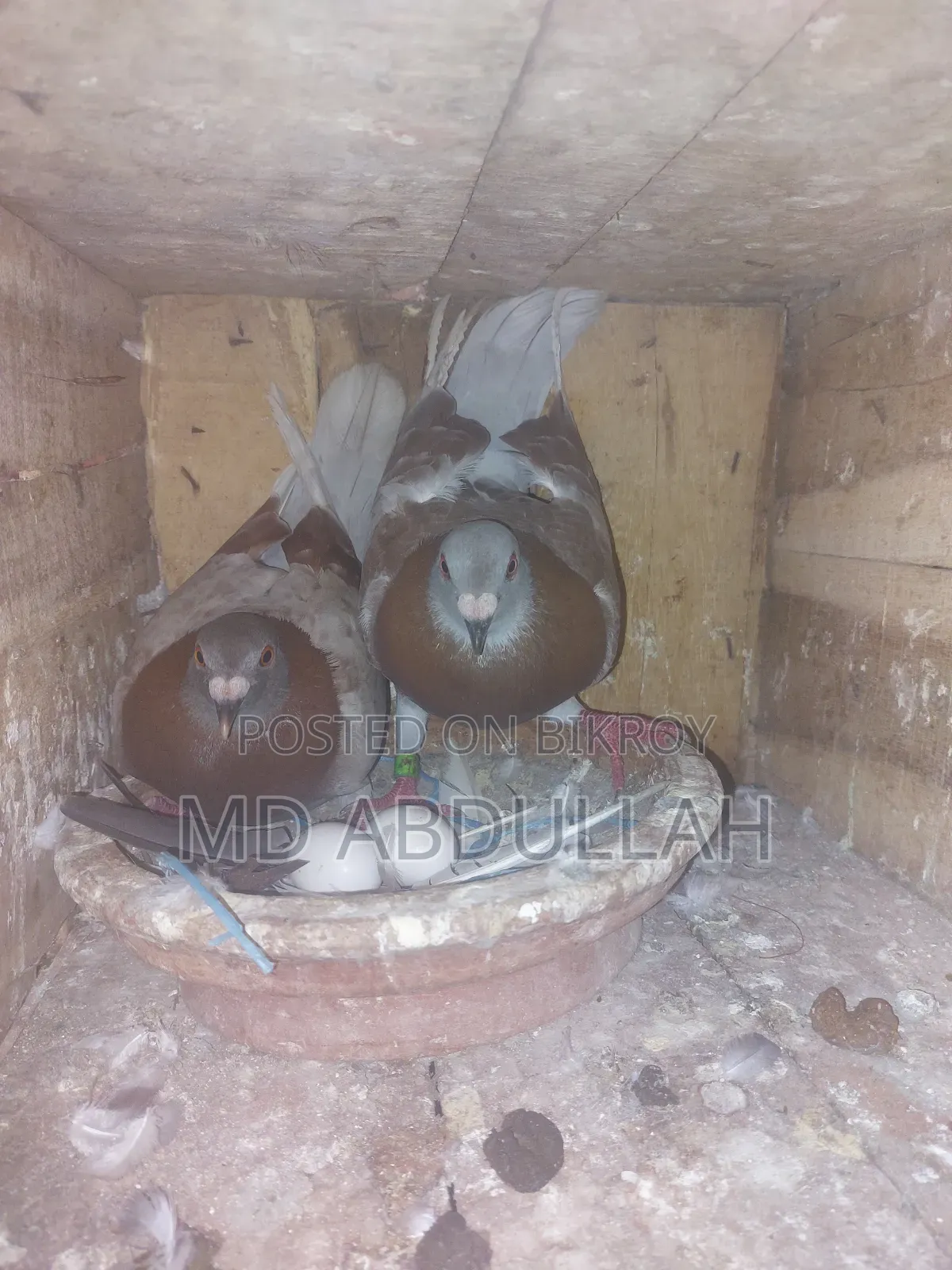 Pigeons for Sale.