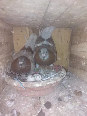 Pigeons for Sale.