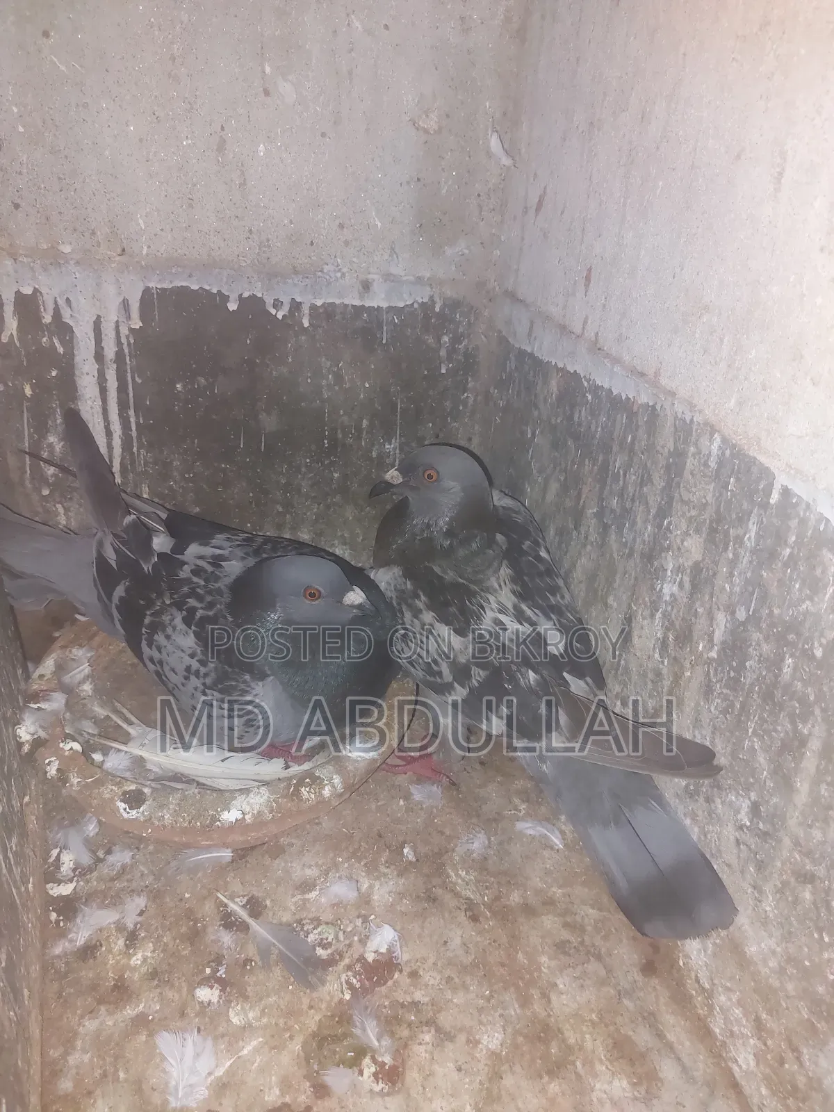 Pigeons for Sale.