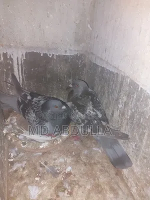 Pigeons for Sale.