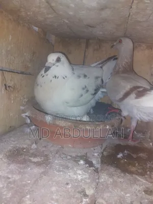 Pigeons for Sale.