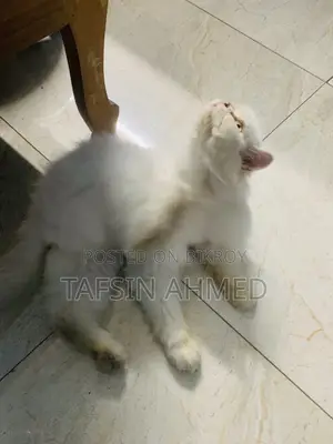 ১+ বছরের ফিমেল পিওরব্রেড পার্সিয়ান