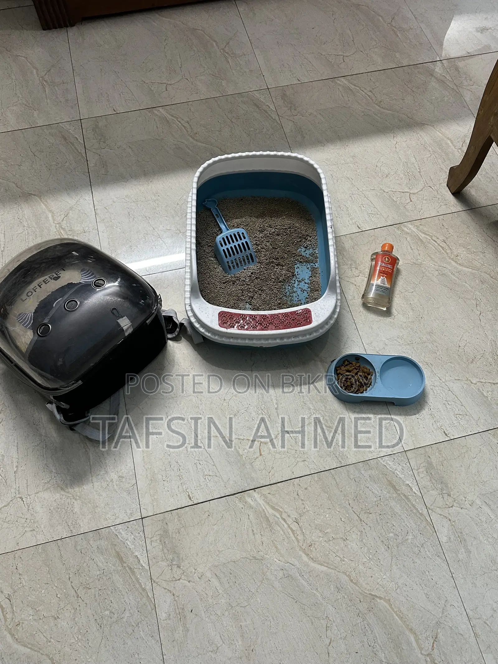 ১+ বছরের ফিমেল পিওরব্রেড পার্সিয়ান