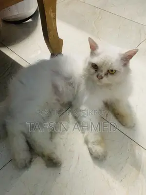 ১+ বছরের ফিমেল পিওরব্রেড পার্সিয়ান