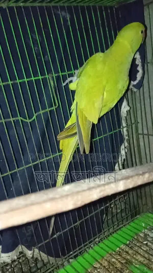 Female Ringneck Parakeet