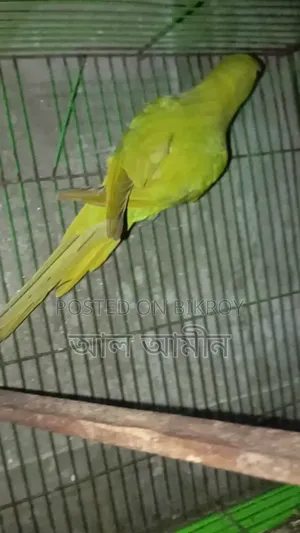 Female Ringneck Parakeet