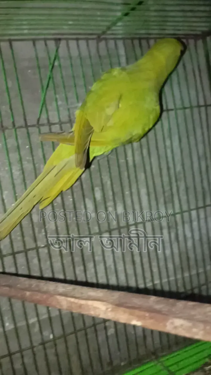 Female Ringneck Parakeet