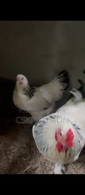 ১ জোড়া ব্রাহমা মুরগি বিক্রির জন্য
