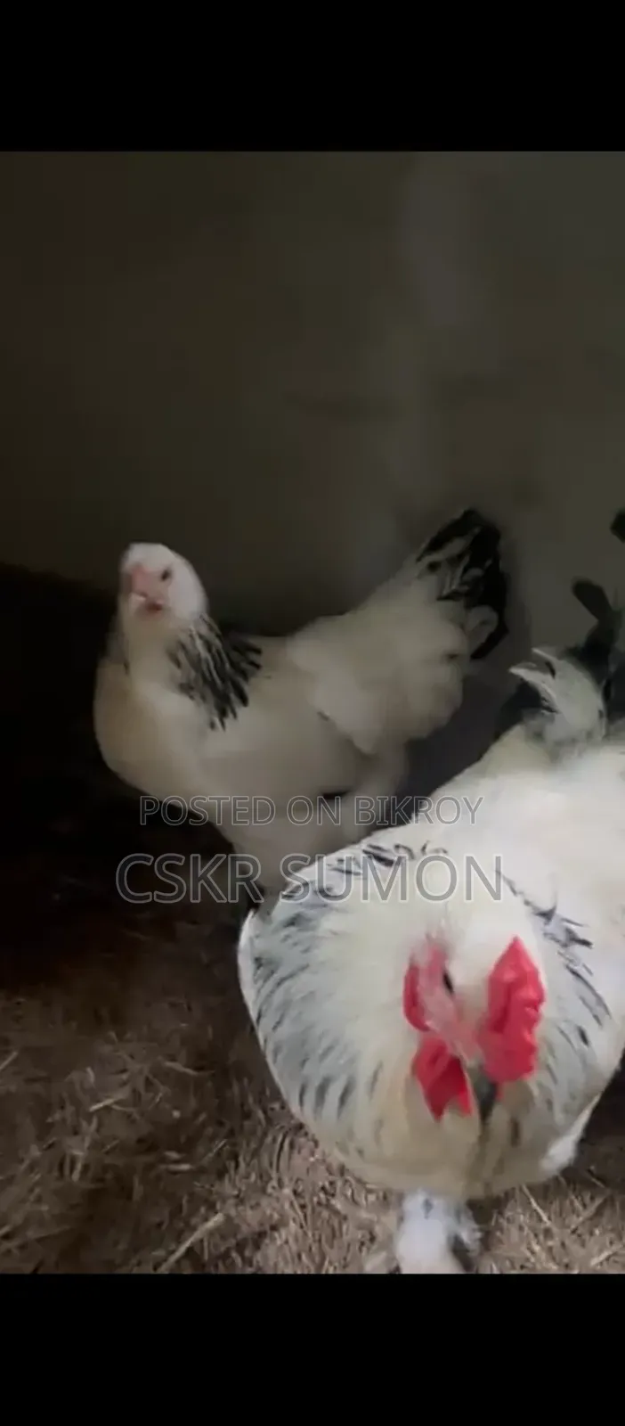 ১ জোড়া ব্রাহমা মুরগি বিক্রির জন্য