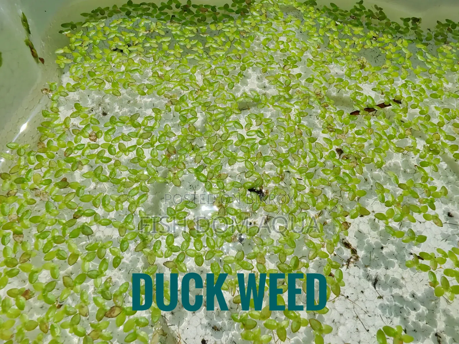 Duck Weed Floating Plant